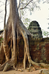 Fototapeta na wymiar Ta Prohm temple, Angkor Wat, Cambodia