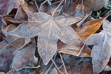 Iced leaves 4