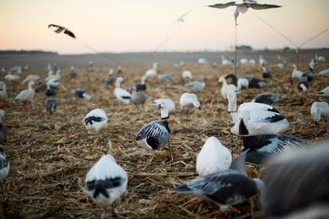 Obraz premium Decoy ducks in a wetland marsh during a hunt