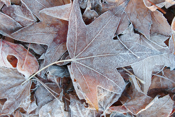 Iced leaves 3