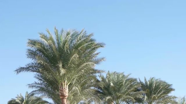 Palms in the wind against the blue sky. Slow motion