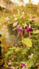 Fuchsias 4.