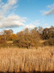 Fototapeta premium golden grass reeds autumn background full landscape