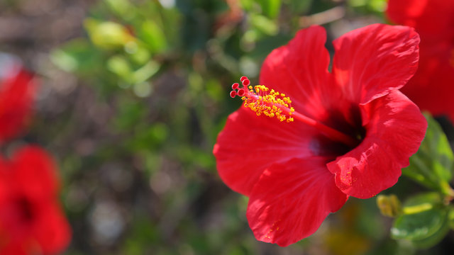 Hibiscus o hibisco rojo