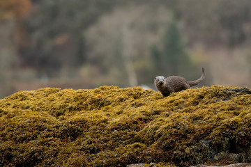 Wide-angle view of female Eurasian otter (lutra lutra) on seaweed covered rocks