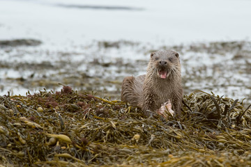 Female Eurasian otter eating fish with mouth open on bed of seaweed (lutra lutra)
