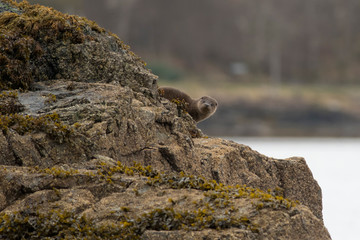 Eurasian otter cub (lutra lutra) on the isle of Mull