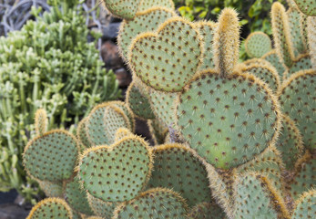 kaktusy w kształcie serca © 3kolory