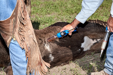 Vet administering antibiotics or anaesthetic