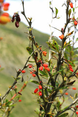 Barberry growing on the branch in autumn time