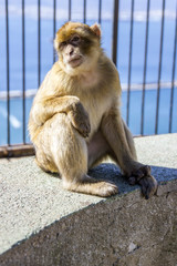 Macaque Monkeys at the Rock of Gibraltar