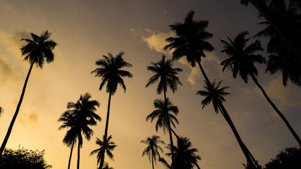 Fototapeta na wymiar Sunset Palm 