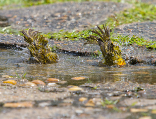 Saffron finches (Sicalis flaveola) taking a bath in a puddle