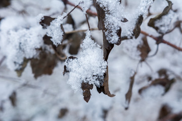Schnee auf Blätter