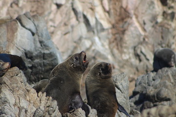 Fototapeta premium Lobos de mar 