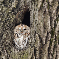 The tawny owl  (Strix aluco) in a nest hollow