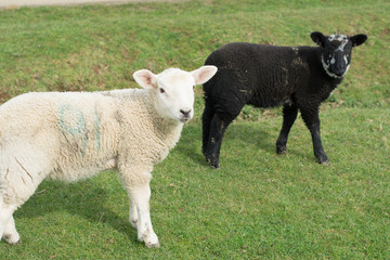 black and white lambs in Spring