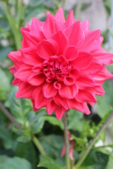 Obraz premium dahlia rouge
