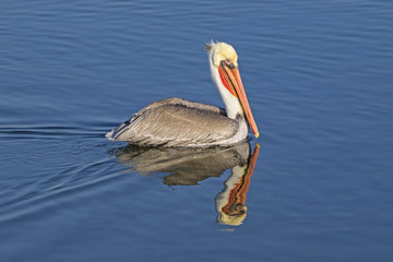 Bird brown pelican at Bolsa Chica Wetlands