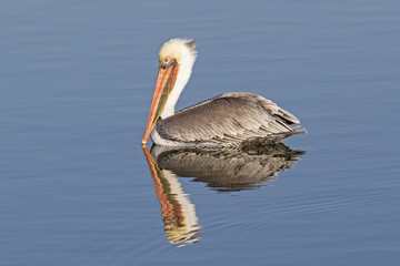 Bird brown pelican swimming at Bolsa Chica Wetlands