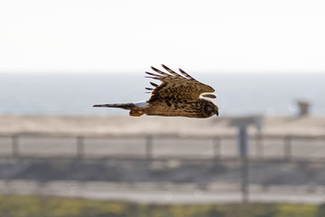 Bird northern harrier hunting from high above beach