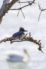 Bird belted kingfisher at Bolsa Chica Wetlands tree perch