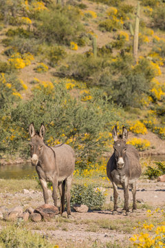 Wild Burros in Arizona in Spring