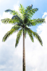 Palm trees in front of blue sky