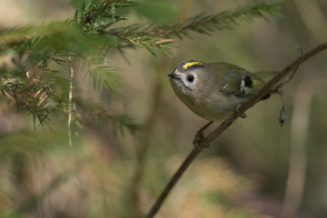 The goldcrest (Regulus regulus) on a branch
