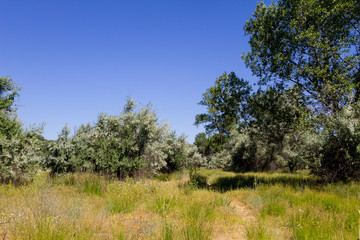 Obraz premium Summer landscape with green trees, meadow and blue sky