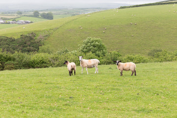 Idillic landscape with sheep, lambs, ram on a perfect juicy green grass fields and hills near ocean, Cornwall, England, UK