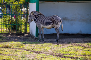 Fototapeta premium Grevy's zebra (Equus grevyi)