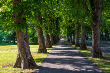 Fototapeta na wymiar beautiful summer alley in park with old trees