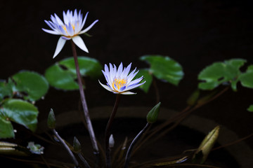 purple, violet water lily