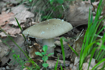 Toadstool (Amanita pantherina) mushroom in the forest. Beautiful and poisonous mushroom amanita pantherina