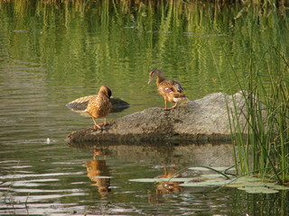 Wild ducks on the lake