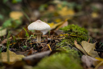 Seta en el bosque caducifolio