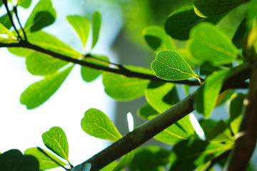 Green leaf against sunlight in springtime, spring background.