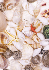 Fototapeta na wymiar The texture of shells and starfish.