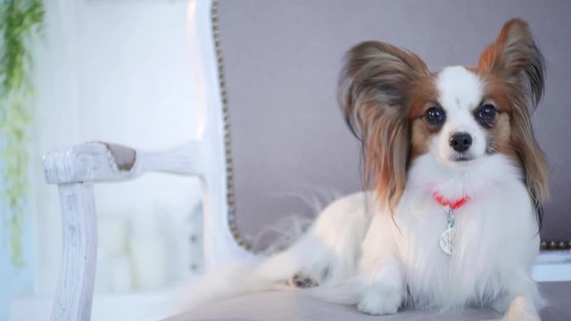 The dog resting end go on the sofa of a luxurious house, close-up