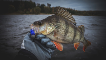 Obraz premium Perch in the fisherman's hand.