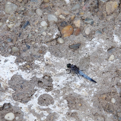 Dragonfly on concrete surfaces