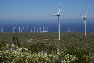Wind farm on the coast of Chile along the Pan American Highway.