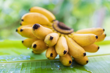 Bunch of bananas on leaf