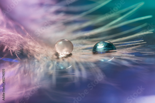 Water Drops Drop On Feather Colorful Shades Selective