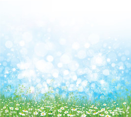 Fototapeta premium Vector nature background, chamomiles field and blue sunny sky.