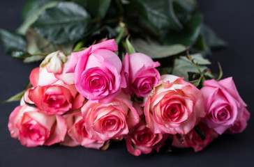 Roses close up. Beautiful roses on dark background