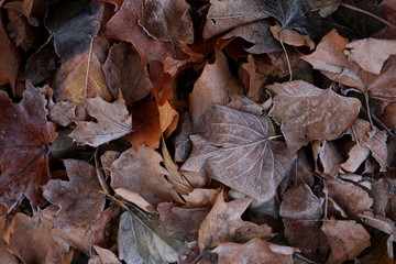 Colorful Autumn leaves