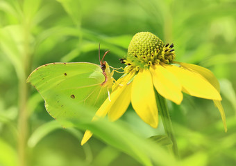In yellow color.The yellow butterfly of limonniyets collects nectar from a yellow flower.
