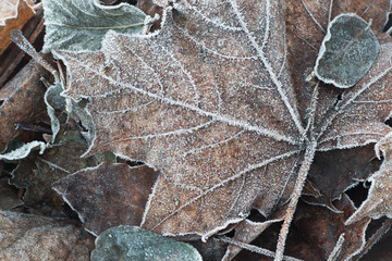 fall leaves with hoarfrost